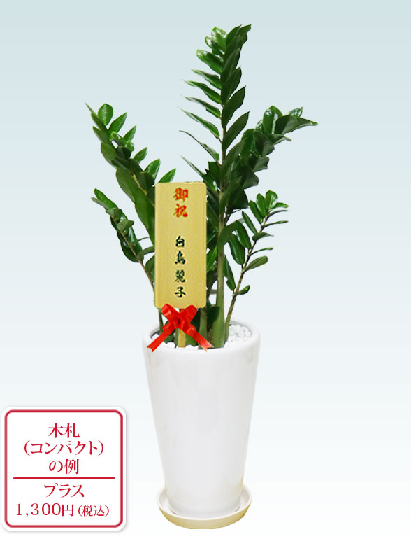 ザミオクルカス（陶器鉢植込み、６号ラウンド白色）　スタイリッシュ１０