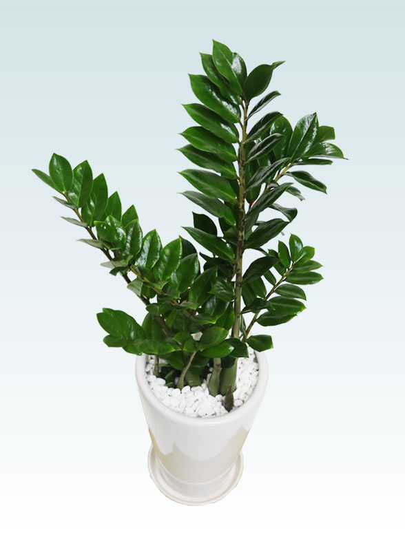 ザミオクルカス（陶器鉢植込み、６号ラウンド白色）　スタイリッシュ１１