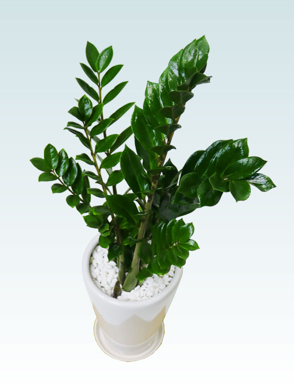 ザミオクルカス（陶器鉢植込み、６号ラウンド白色）　スタイリッシュ１２