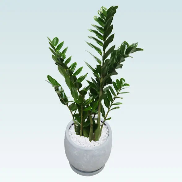 ザミオクルカス(陶器鉢　ボウル型　パステルブルー)　スタイリッシュ 斜め上から