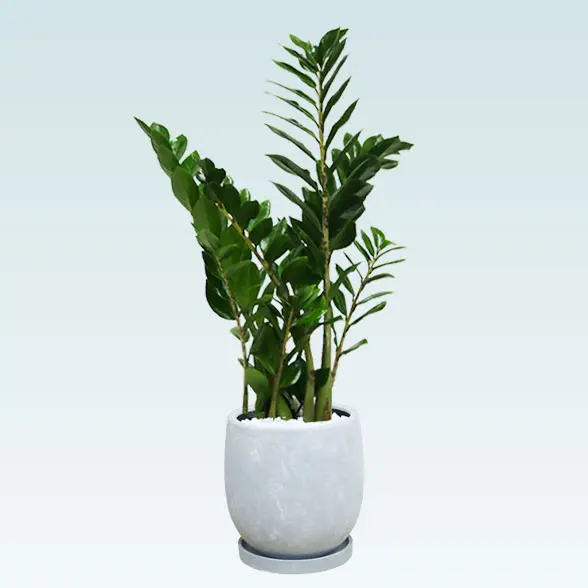 ザミオクルカス(陶器鉢　ボウル型　パステルブルー)　スタイリッシュ　横から