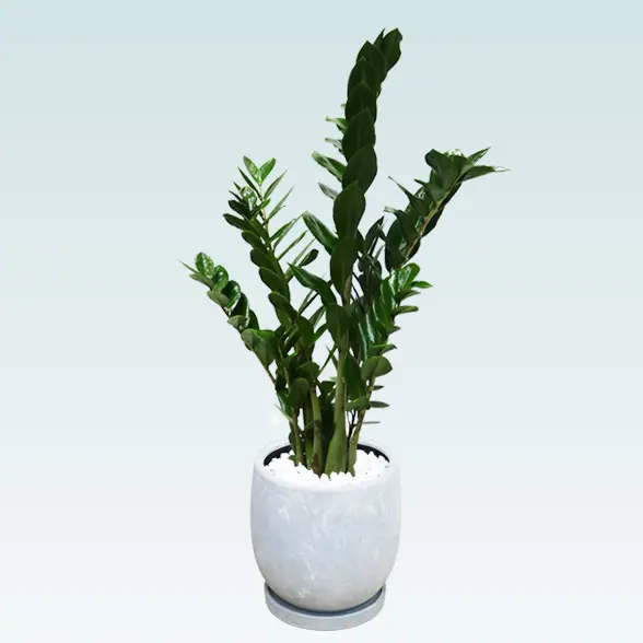 ザミオクルカス(陶器鉢　ボウル型　パステルブルー)　スタイリッシュ　右斜め上から