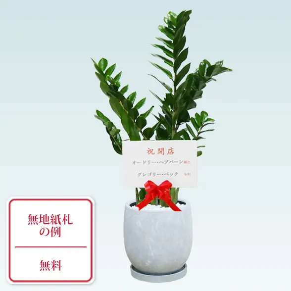 ザミオクルカス(陶器鉢　ボウル型　パステルブルー)　スタイリッシュ　無地紙札つｊき