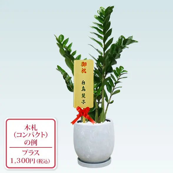 ザミオクルカス(陶器鉢　ボウル型　パステルブルー)　スタイリッシュ　コンパクト木札付き