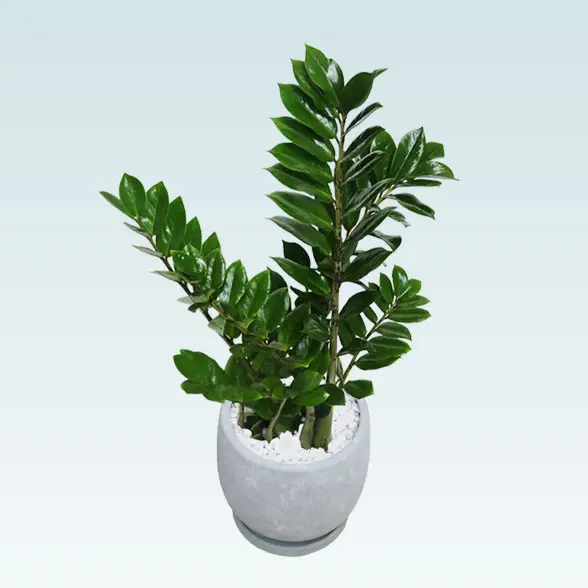 ザミオクルカス(陶器鉢　ボウル型　パステルブルー)　スタイリッシュ　右上から