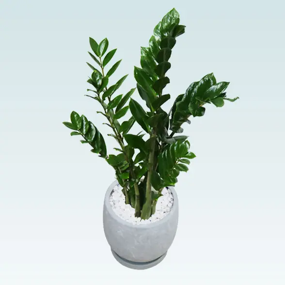 ザミオクルカス(陶器鉢　ボウル型　パステルブルー)　スタイリッシュ　左上から