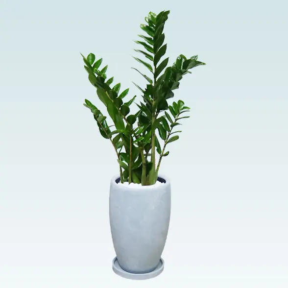 ザミオクルカス(陶器鉢　オーバル型　パステルブルー)　スタイリッシュ