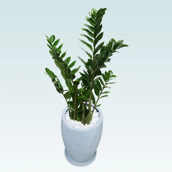 ザミオクルカス(陶器鉢　オーバル型　パステルブルー)　スタイリッシュ　斜め上から