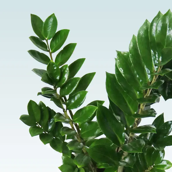 ザミオクルカス(陶器鉢　オーバル型　パステルブルー)　スタイリッシュ　葉の拡大