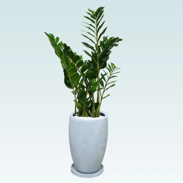 ザミオクルカス(陶器鉢　オーバル型　パステルブルー)　スタイリッシュ　横から