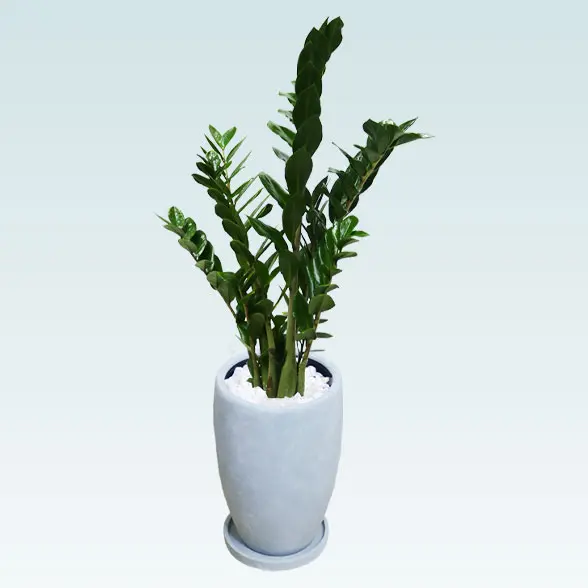 ザミオクルカス(陶器鉢　オーバル型　パステルブルー)　スタイリッシュ　右上から