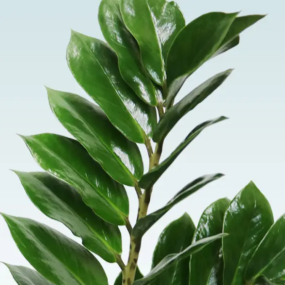 ザミオクルカス(陶器鉢　オーバル型　パステルブルー)　スタイリッシュ　葉