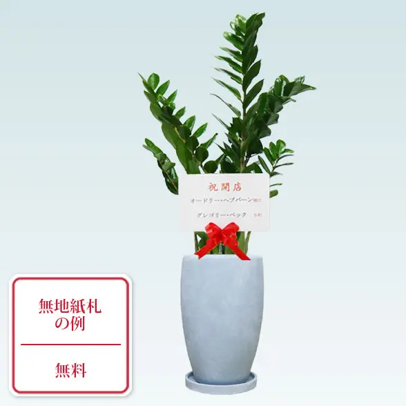 ザミオクルカス(陶器鉢　オーバル型　パステルブルー)　スタイリッシュ　無地の紙札付き