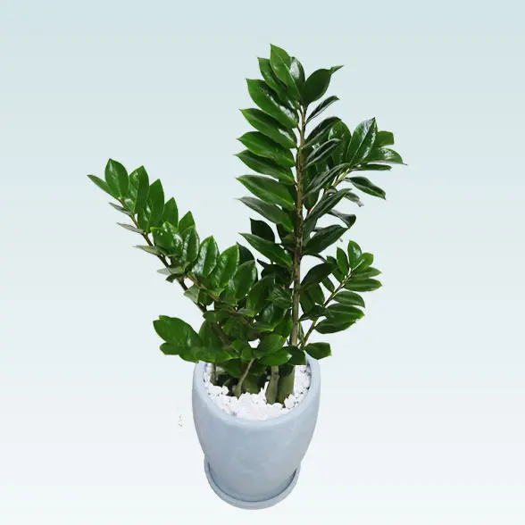 ザミオクルカス(陶器鉢　オーバル型　パステルブルー)　スタイリッシュ　左上から