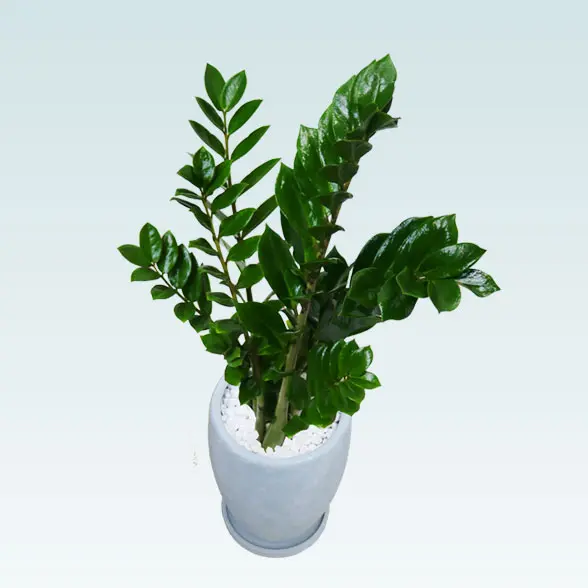 ザミオクルカス(陶器鉢　オーバル型　パステルブルー)　スタイリッシュ　右上から