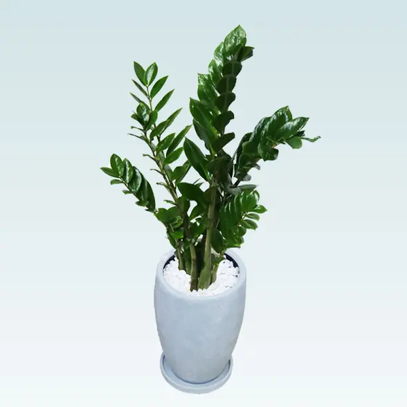 ザミオクルカス(陶器鉢　オーバル型　パステルブルー)　スタイリッシュ　斜め上から