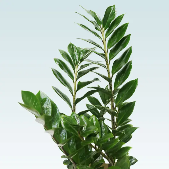 ザミオクルカス(陶器鉢　オーバル型　パステルブルー)　スタイリッシュ　葉の部分拡大