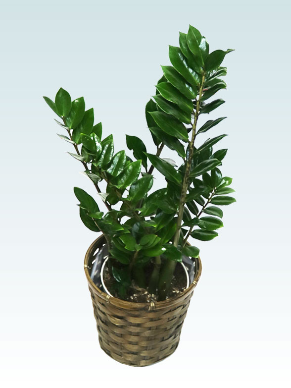 ザミオクルカス（籐かご付、ダークブラウン色）　Sサイズ０３