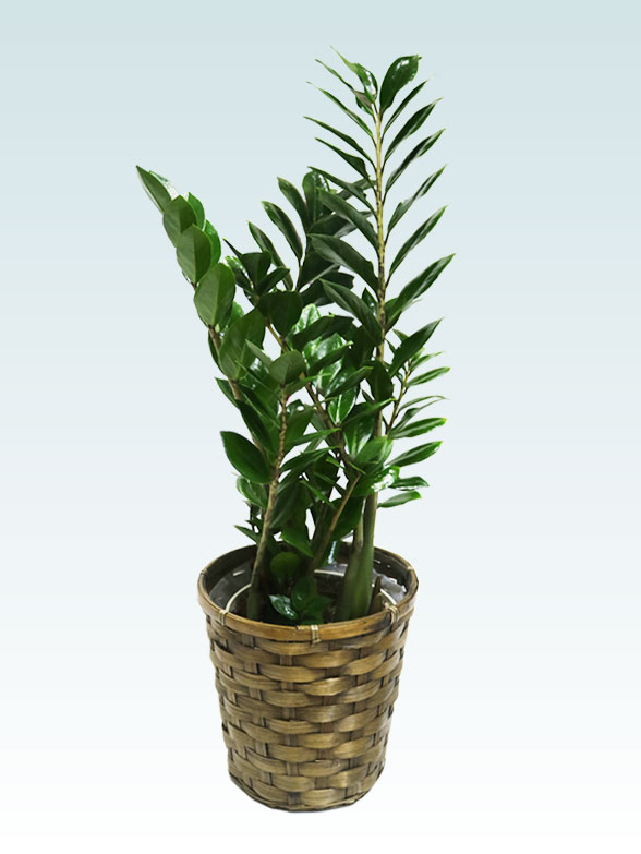 ザミオクルカス（籐かご付、ダークブラウン色）　Sサイズ０６