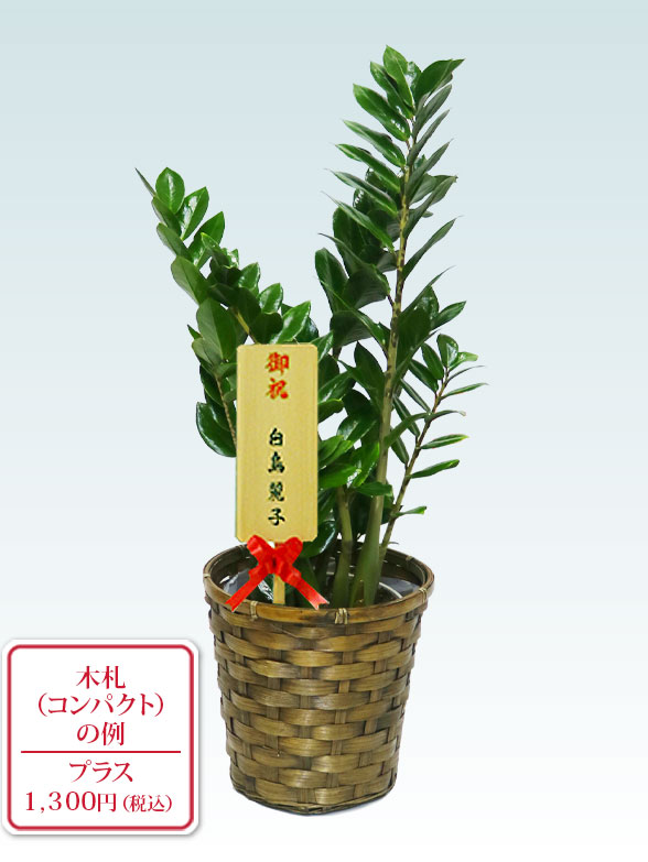 ザミオクルカス（籐かご付、ダークブラウン色）　Sサイズ１０