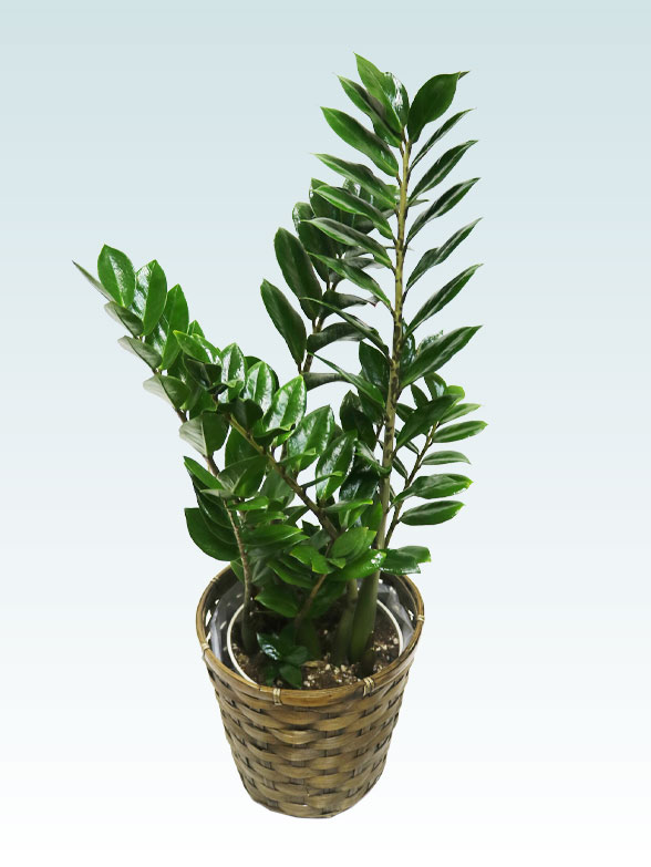 ザミオクルカス（籐かご付、ダークブラウン色）　Sサイズ１１