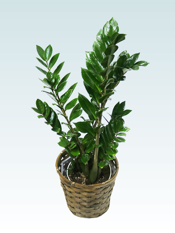 ザミオクルカス（籐かご付、ダークブラウン色）　Sサイズ１２