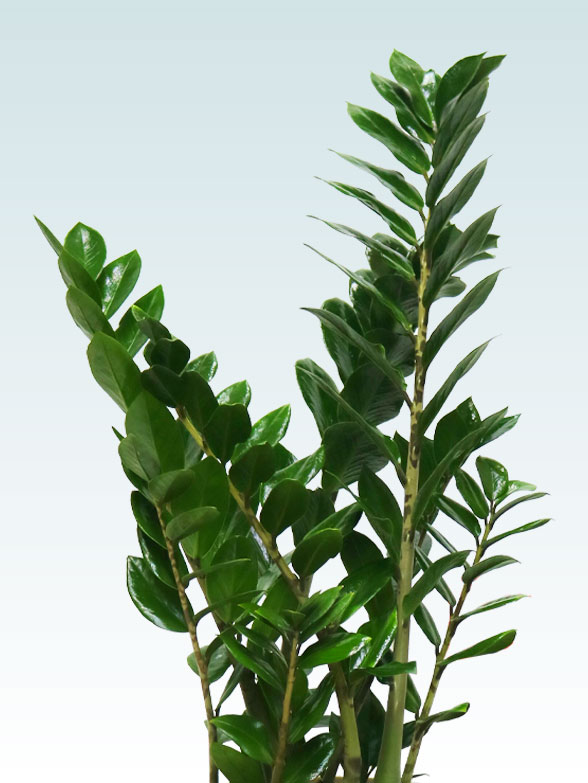 ザミオクルカス（ラスターポット付）　Sサイズ０２