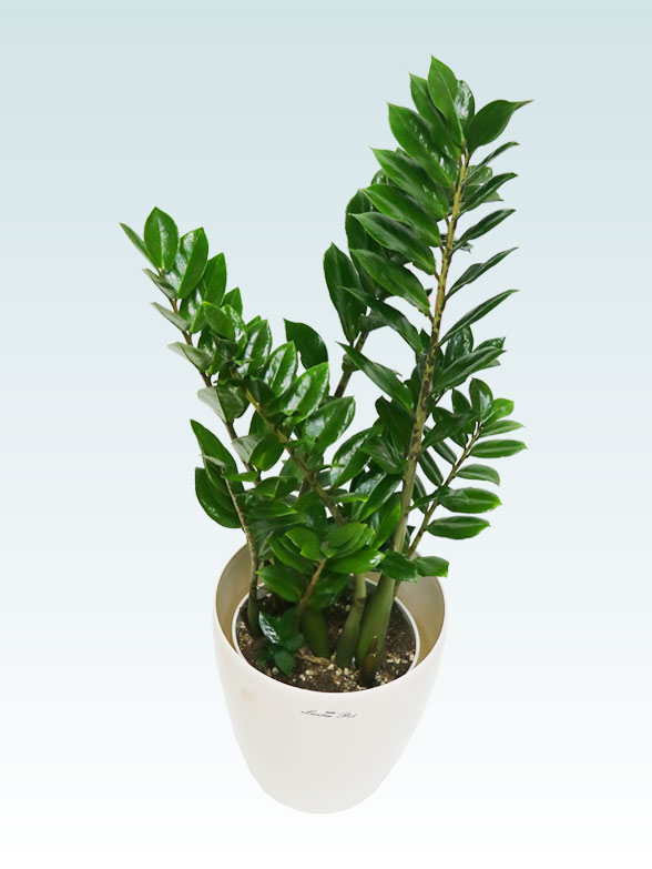 ザミオクルカス（ラスターポット付）　Sサイズ０３