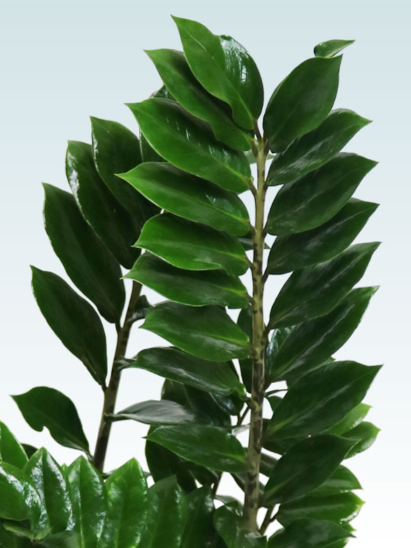 ザミオクルカス（ラスターポット付）　Sサイズ０５