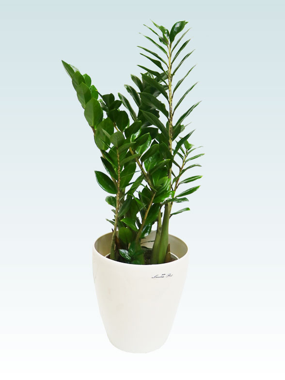 ザミオクルカス（ラスターポット付）　Sサイズ０６