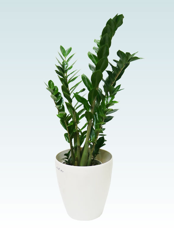 ザミオクルカス（ラスターポット付）　Sサイズ０７