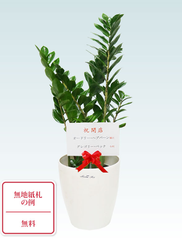 ザミオクルカス（ラスターポット付）　Sサイズ０９