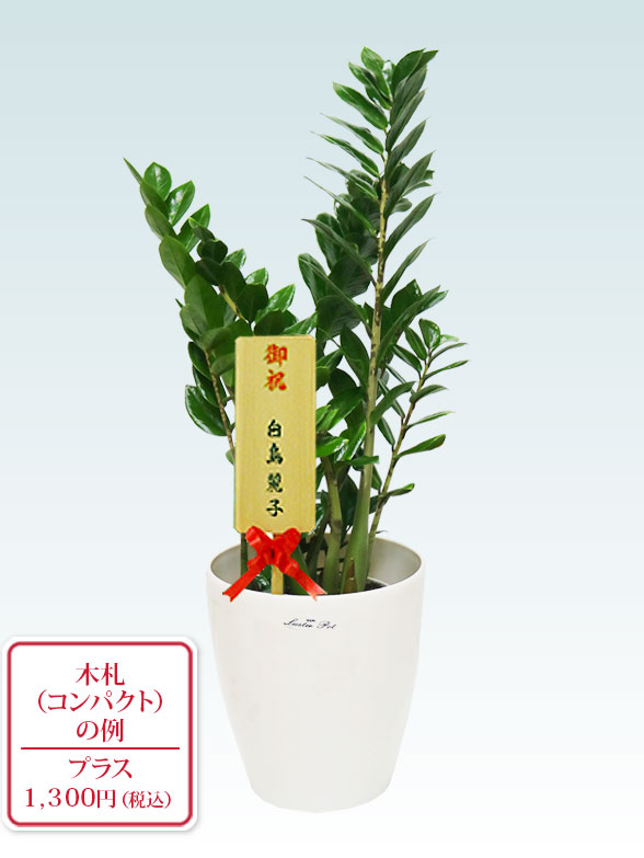 ザミオクルカス（ラスターポット付）　Sサイズ１０