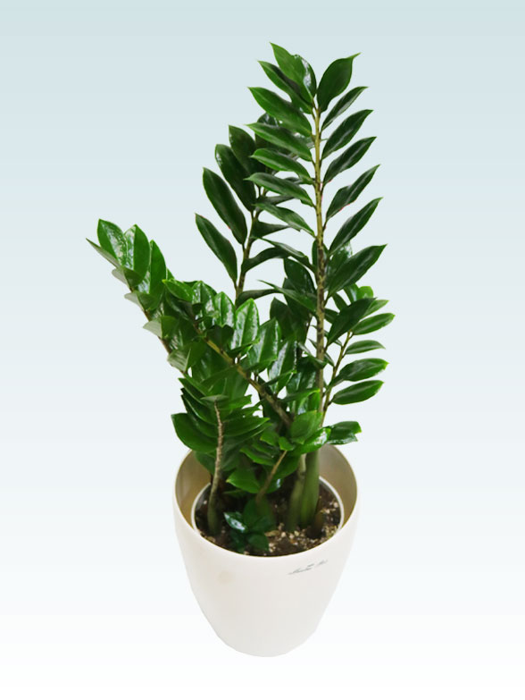 ザミオクルカス（ラスターポット付）　Sサイズ１１