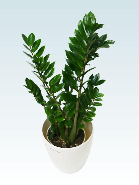 ザミオクルカス（ラスターポット付）　Sサイズ１２