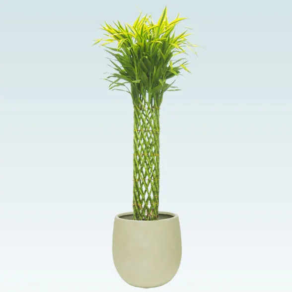 ミリオンバンブー(バルーン型、グラスファイバー製鉢カバー付)　1