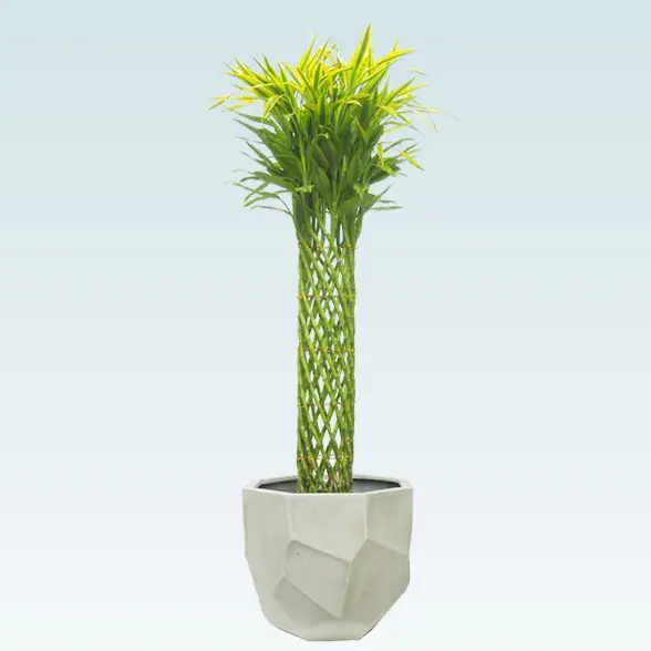 ミリオンバンブー(多面体型、グラスファイバー製鉢カバー付)　Lサイズ１