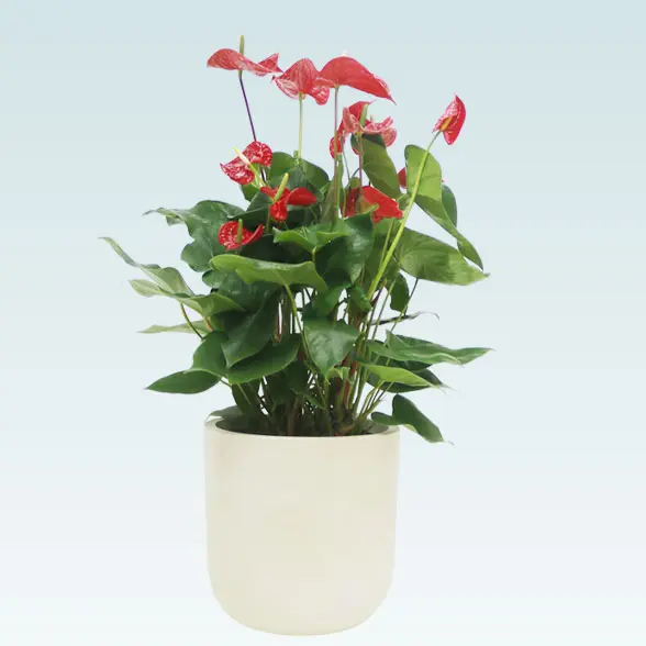 アンスリウム　赤色(Uポット型、グラスファイバー製鉢カバー付)1