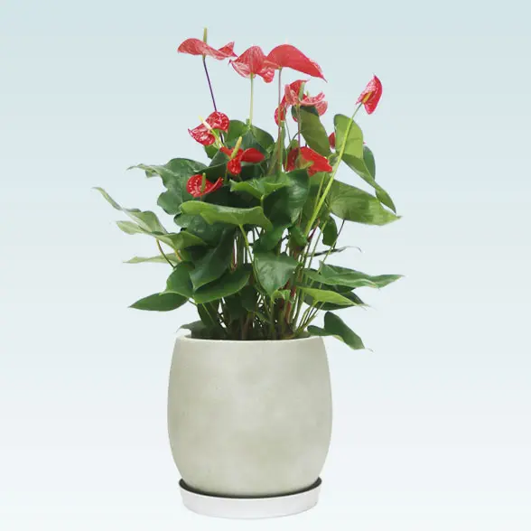 アンスリウム　赤色(グラスファイバー製鉢植込み、バルーン型)1