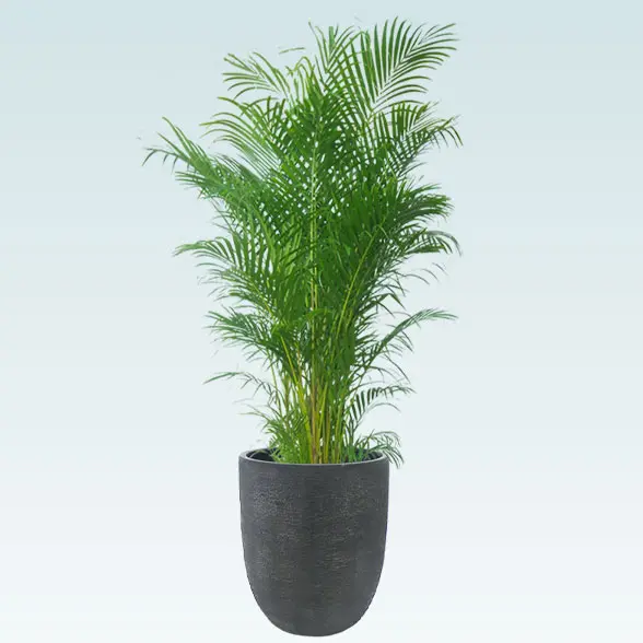 アレカヤシ(エッグポット型、グラスファイバー製鉢カバー付)　Lサイズ　ブラック