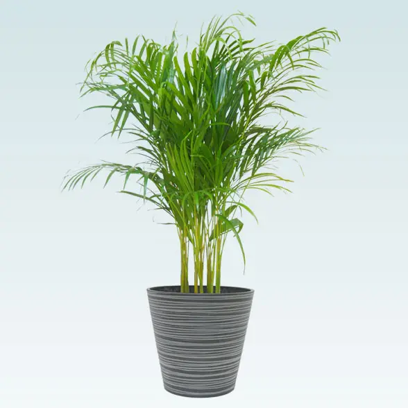 アレカヤシ(エコフレンドリーポット付)　Ｍサイズ