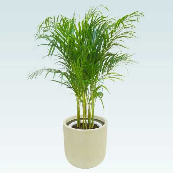 アレカヤシ(Uポット型、グラスファイバー製鉢カバー付)　Ｍサイズ1