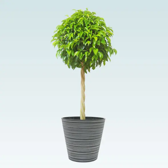 ベンジャミン(エコフレンドリーポット付)　Ｍサイズ