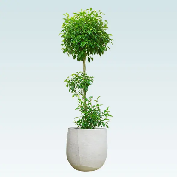 ベンジャミン(ラグジュアリー型、グラスファイバー製鉢カバー付)　Lサイズ