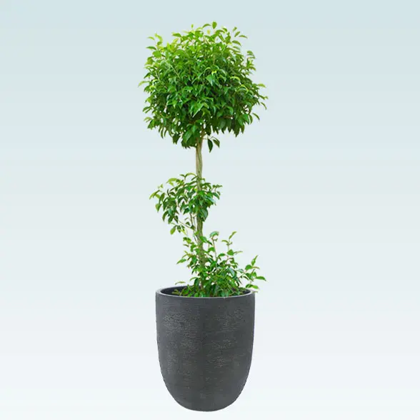 ベンジャミン(エッグポット多面体型、グラスファイバー製鉢カバー付)　Lサイズ　ブラック