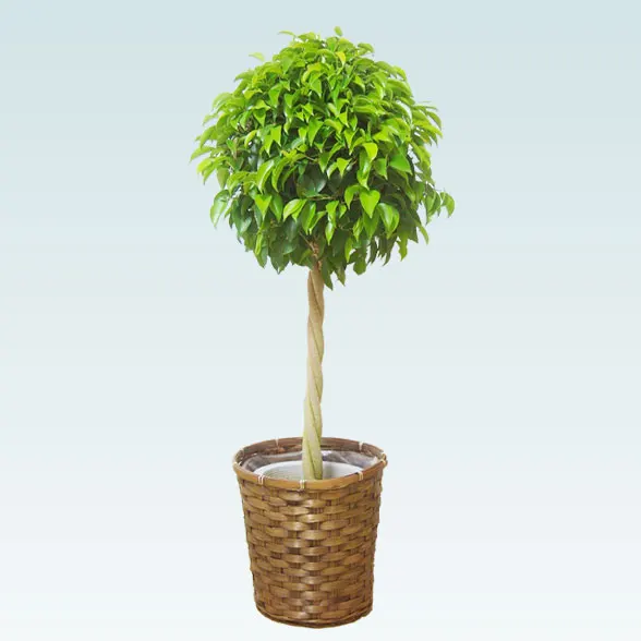 ベンジャミン(籐かご付、ダークブラウン色)　Ｍサイズ１