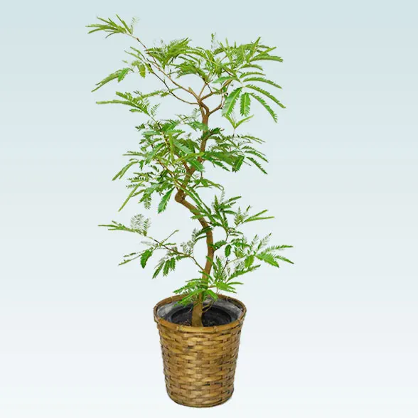 エバーフレッシュ(籐かご付、ダークブラウン色)　Ｍサイズ１