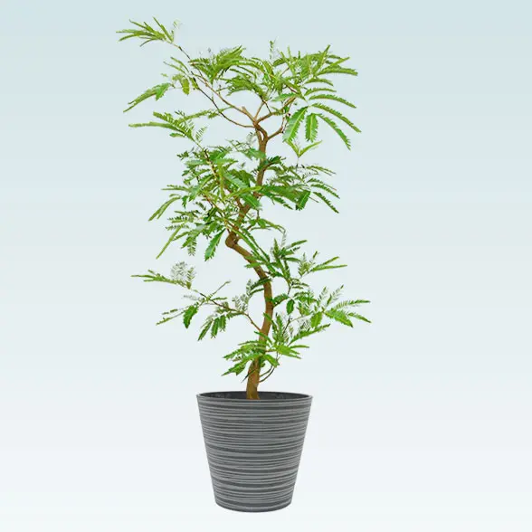 エバーフレッシュ(エコフレンドリーポット付)　Ｍサイズ