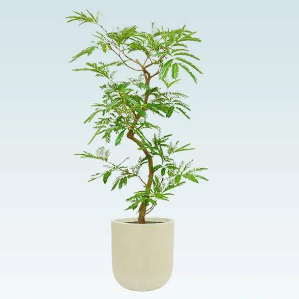 エバーフレッシュ(U字ポット型、グラスファイバー製鉢カバー付)　Ｍサイズ1