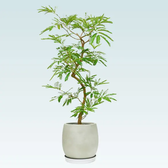 エバーフレッシュ(グラスファイバー製鉢植込み、バルーン型)　スタイリッシュ1